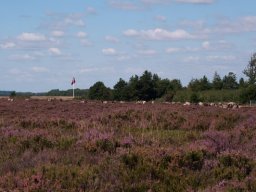 Foreflokken-IMGP8485